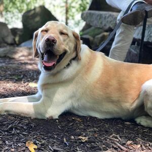 Walter The Weather Dog